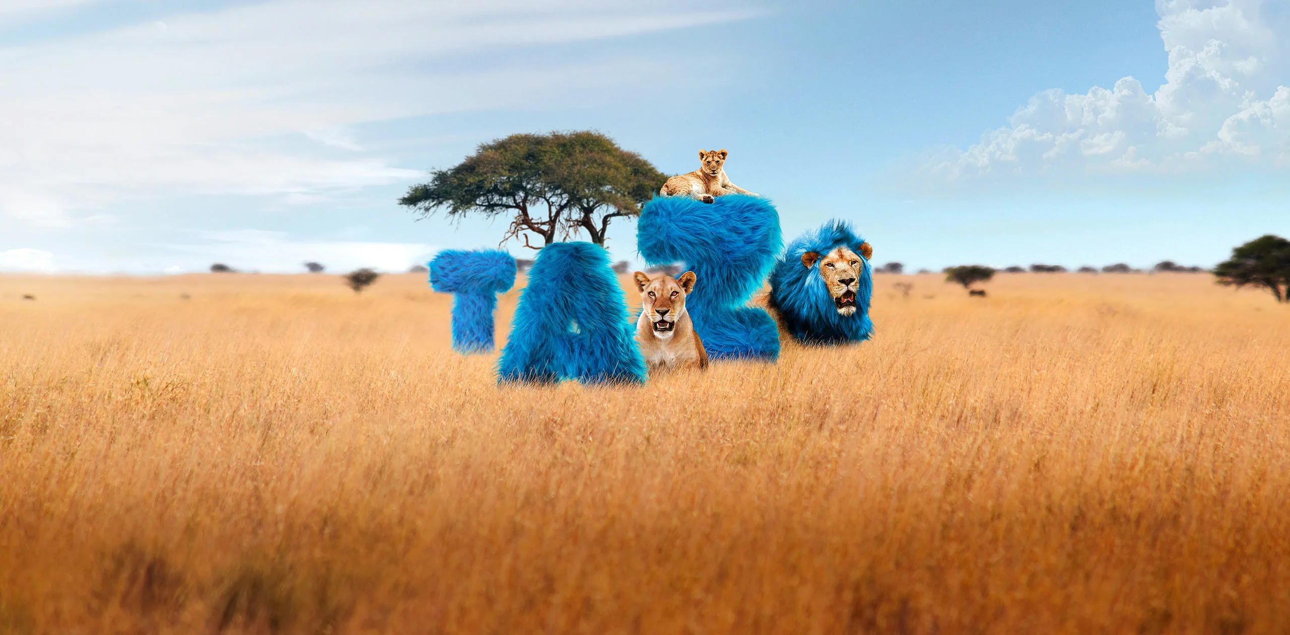 Logo TAZ Communication dans un décor de savanne