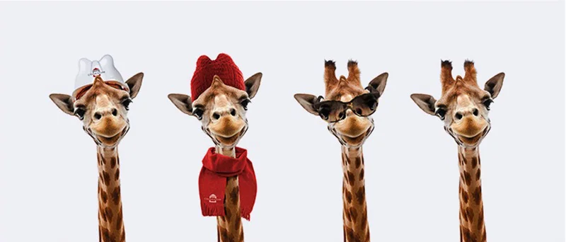 Cogestim concept graphisme têtes girafes
